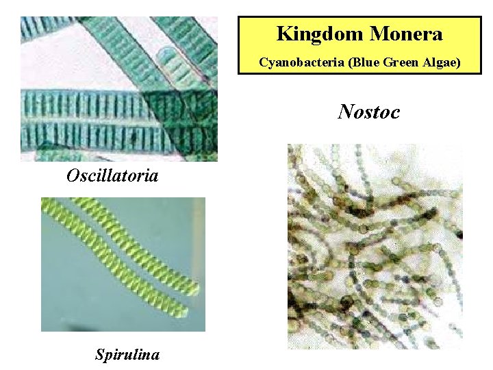 Kingdom Monera Cyanobacteria (Blue Green Algae) Nostoc Oscillatoria Spirulina Kingdom Monera Cyanobacteria (Blue Green Algae) Nostoc Oscillatoria Spirulina