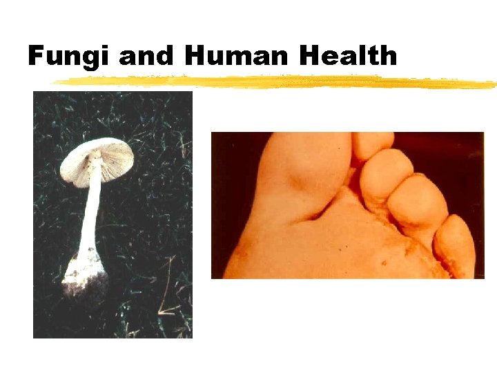 Fungi and Human Health Fungi and Human Health