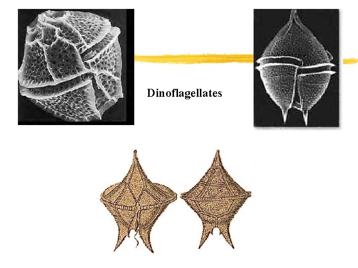 Dinoflagellates Dinoflagellates