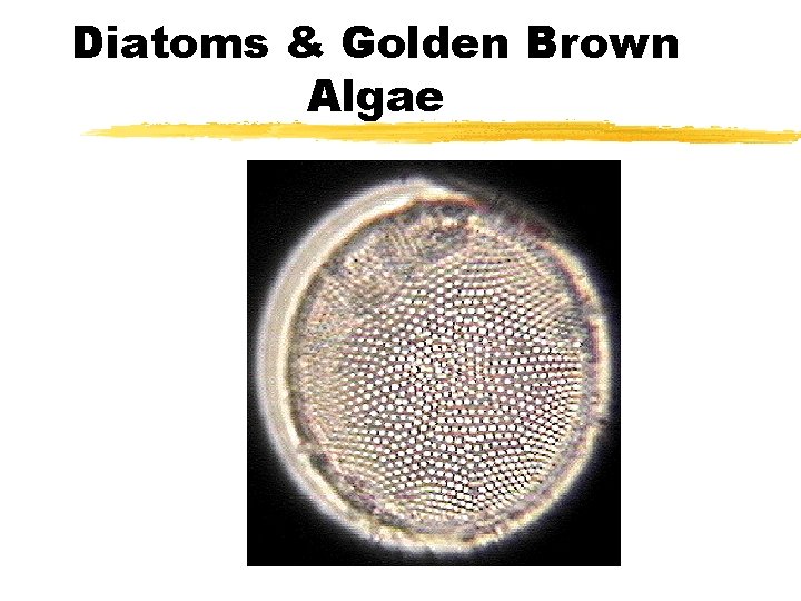 Diatoms & Golden Brown Algae Diatoms & Golden Brown Algae