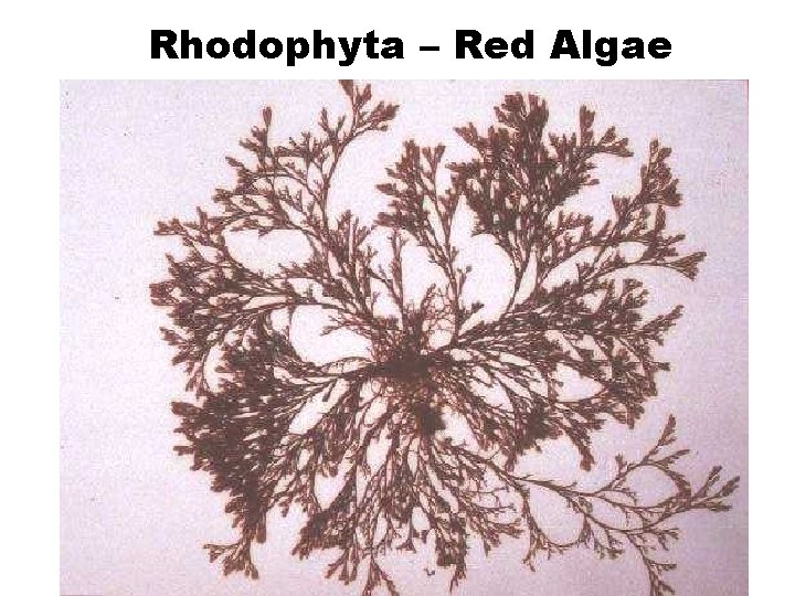 Rhodophyta – Red Algae Rhodophyta – Red Algae