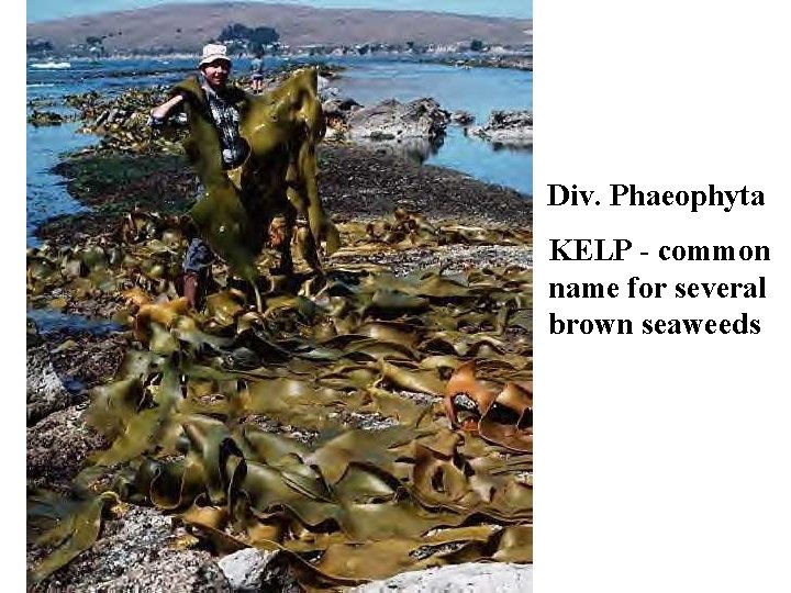 Div. Phaeophyta KELP - common name for several brown seaweeds Div. Phaeophyta KELP - common name for several brown seaweeds