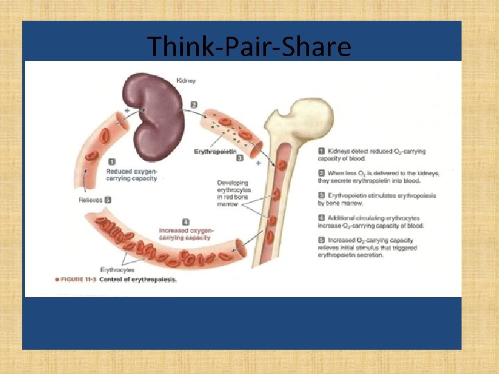 Think-Pair-Share 