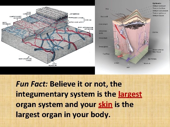 Fun Fact: Believe it or not, the integumentary system is the largest organ system