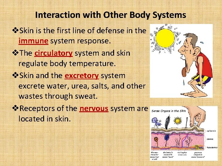 Interaction with Other Body Systems v. Skin is the first line of defense in