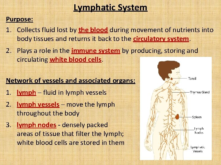Lymphatic System Purpose: 1. Collects fluid lost by the blood during movement of nutrients