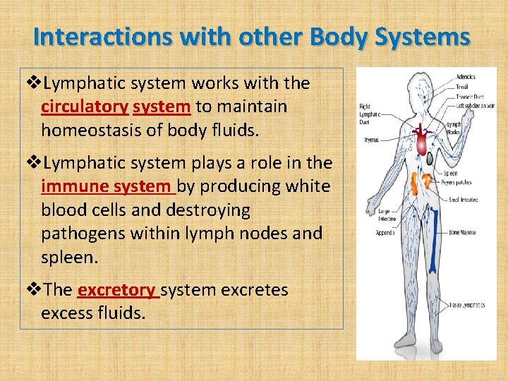 Interactions with other Body Systems v. Lymphatic system works with the circulatory system to