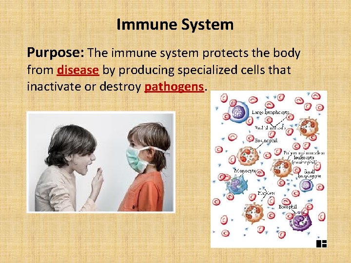 Immune System Purpose: The immune system protects the body from disease by producing specialized