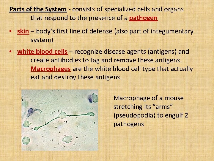 Parts of the System - consists of specialized cells and organs that respond to