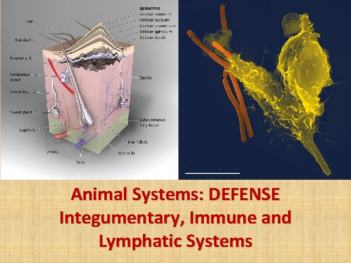 Animal Systems: DEFENSE Integumentary, Immune and Lymphatic Systems 