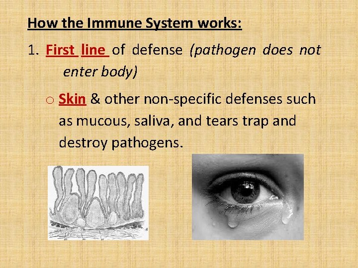 How the Immune System works: 1. First line of defense (pathogen does not enter