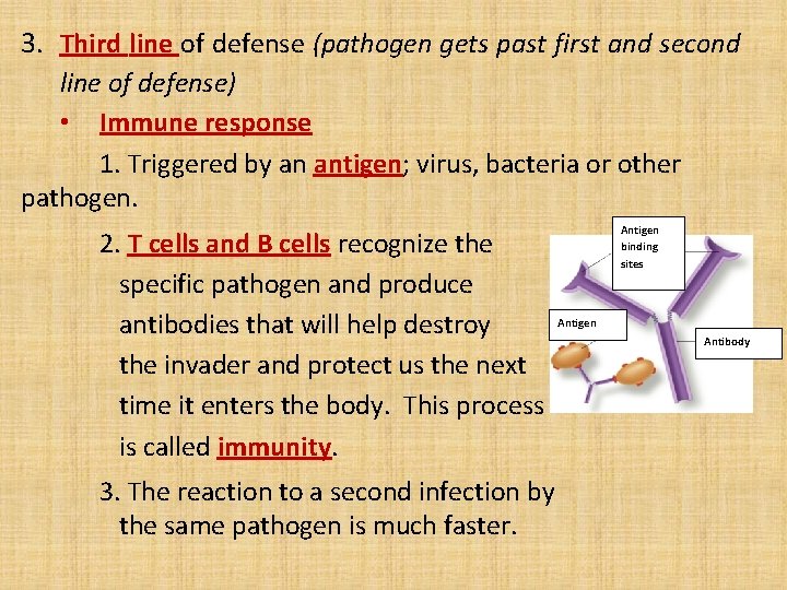 3. Third line of defense (pathogen gets past first and second line of defense)