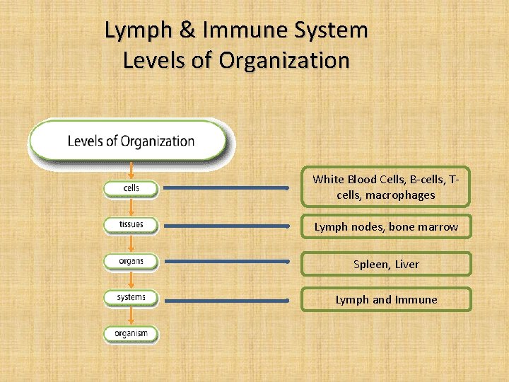 Lymph & Immune System Levels of Organization White Blood Cells, B-cells, Tcells, macrophages Lymph