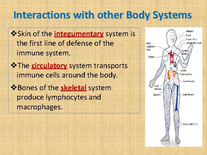 Interactions with other Body Systems v. Skin of the integumentary system is the first