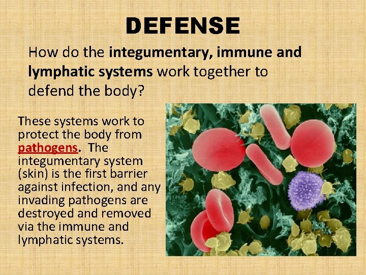 DEFENSE How do the integumentary, immune and lymphatic systems work together to defend the