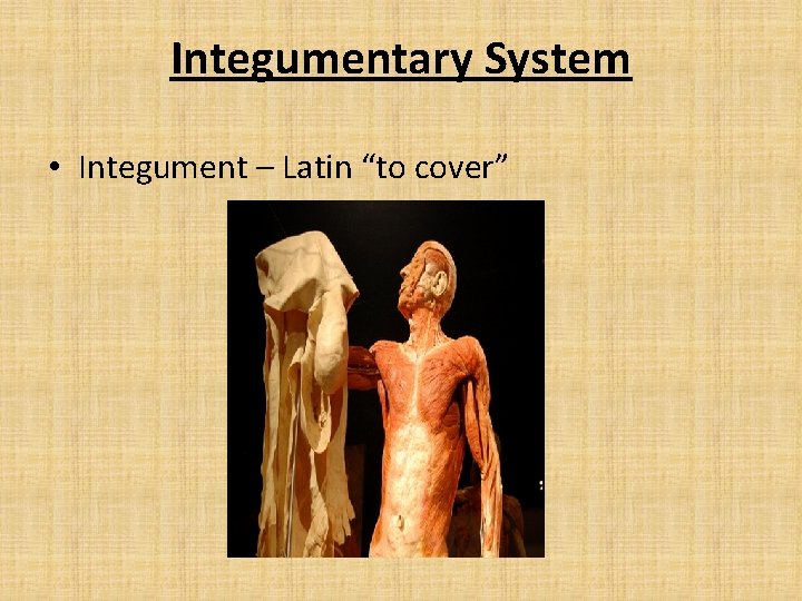 Integumentary System • Integument – Latin “to cover” 
