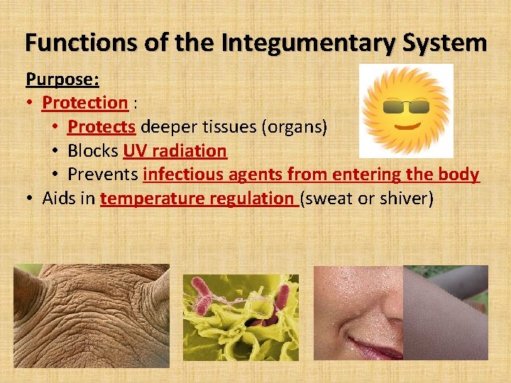 Functions of the Integumentary System Purpose: • Protection : • Protects deeper tissues (organs)