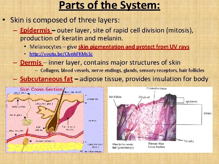 Parts of the System: • Skin is composed of three layers: – Epidermis –