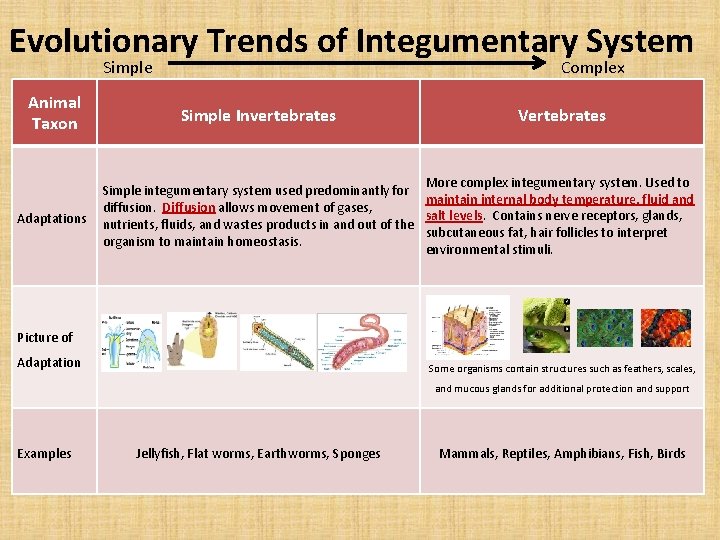 Evolutionary Trends of Integumentary System Complex Simple Animal Taxon Adaptations Picture of Adaptation Simple