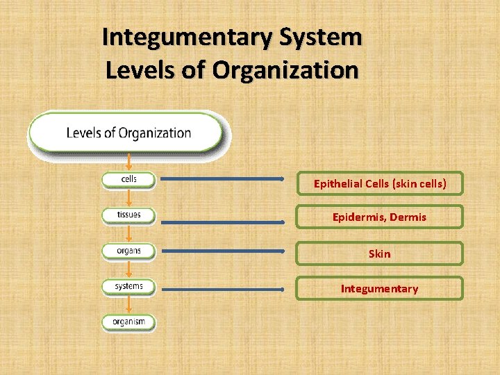 Integumentary System Levels of Organization Epithelial Cells (skin cells) Epidermis, Dermis Skin Integumentary 