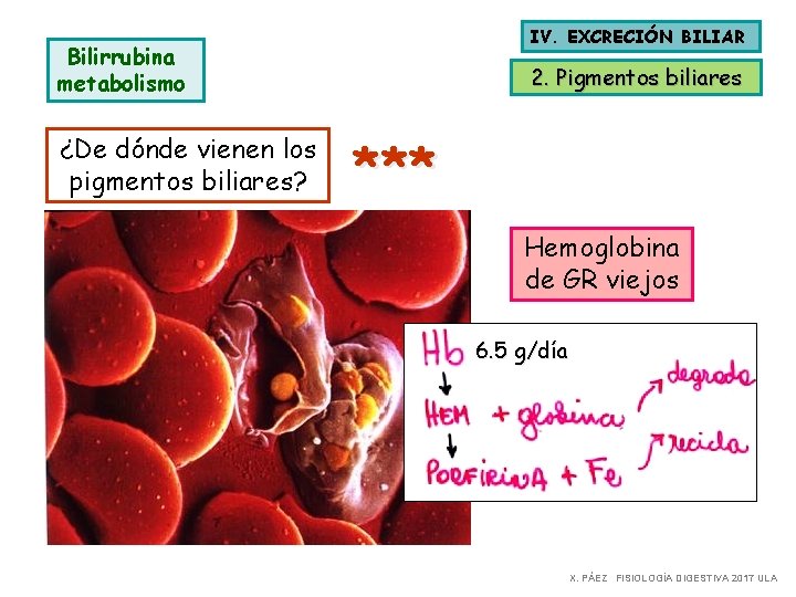IV. EXCRECIÓN BILIAR Bilirrubina metabolismo ¿De dónde vienen los pigmentos biliares? 2. Pigmentos biliares IV. EXCRECIÓN BILIAR Bilirrubina metabolismo ¿De dónde vienen los pigmentos biliares? 2. Pigmentos biliares