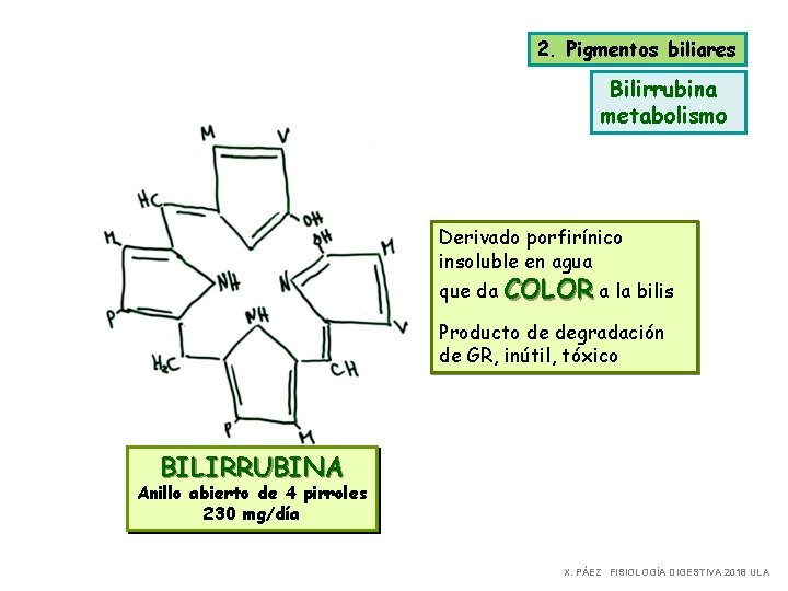 2. Pigmentos biliares Bilirrubina metabolismo Derivado porfirínico insoluble en agua que da COLOR a 2. Pigmentos biliares Bilirrubina metabolismo Derivado porfirínico insoluble en agua que da COLOR a