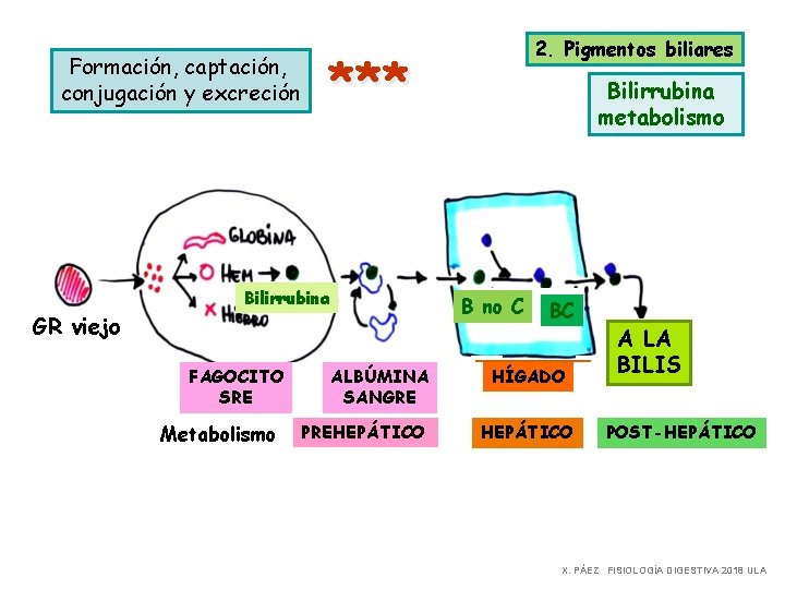 Formación, captación, conjugación y excreción GR viejo *** Bilirrubina FAGOCITO SRE Metabolismo 2. Pigmentos Formación, captación, conjugación y excreción GR viejo *** Bilirrubina FAGOCITO SRE Metabolismo 2. Pigmentos