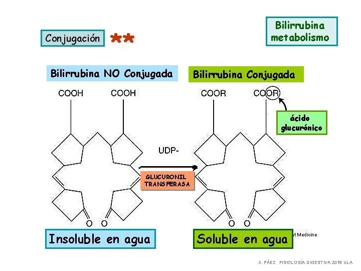 Conjugación Bilirrubina metabolismo ** Bilirrubina NO Conjugada Bilirrubina Conjugada ácido glucurónico GLUCURONIL TRANSFERASA Insoluble