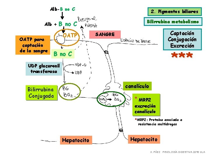 Alb-B no C Alb + OATP para captación de la sangre 2. Pigmentos biliares