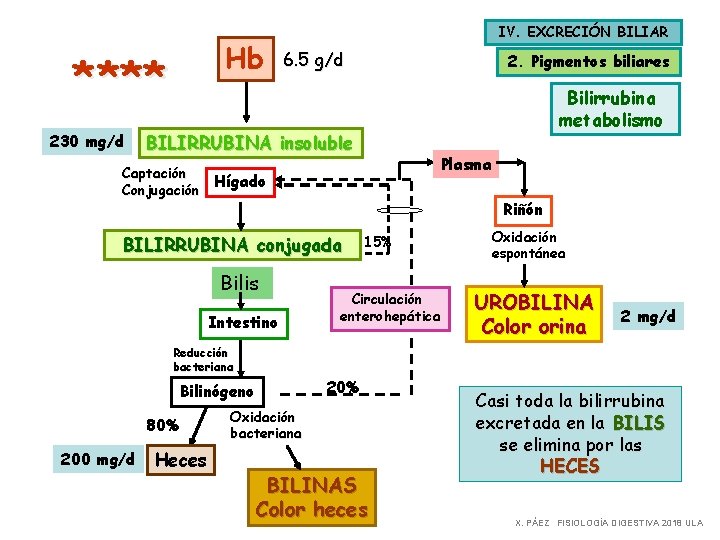 Hb * *** 230 mg/d IV. EXCRECIÓN BILIAR 6. 5 g/d Bilirrubina metabolismo BILIRRUBINA