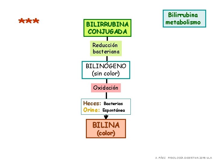 *** BILIRRUBINA CONJUGADA Bilirrubina metabolismo Reducción bacteriana BILINÓGENO (sin color) Oxidación Heces: Bacterias Orina: *** BILIRRUBINA CONJUGADA Bilirrubina metabolismo Reducción bacteriana BILINÓGENO (sin color) Oxidación Heces: Bacterias Orina: