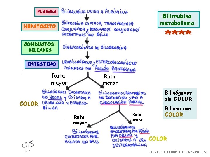 PLASMA Bilirrubina metabolismo HEPATOCITO **** CONDUCTOS BILIARES INTESTINO Ruta mayor Ruta menor Bilinógenos sin