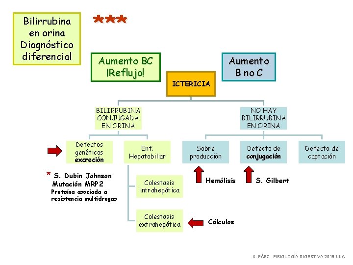 Bilirrubina en orina Diagnóstico diferencial *** Aumento BC ¡Reflujo! ICTERICIA Aumento B no C