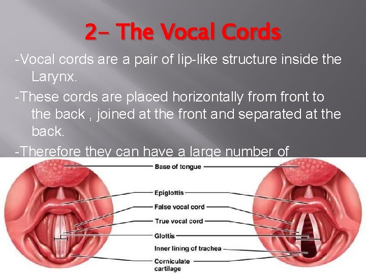 2 - The Vocal Cords -Vocal cords are a pair of lip-like structure inside