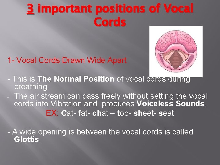 3 important positions of Vocal Cords 1 - Vocal Cords Drawn Wide Apart -