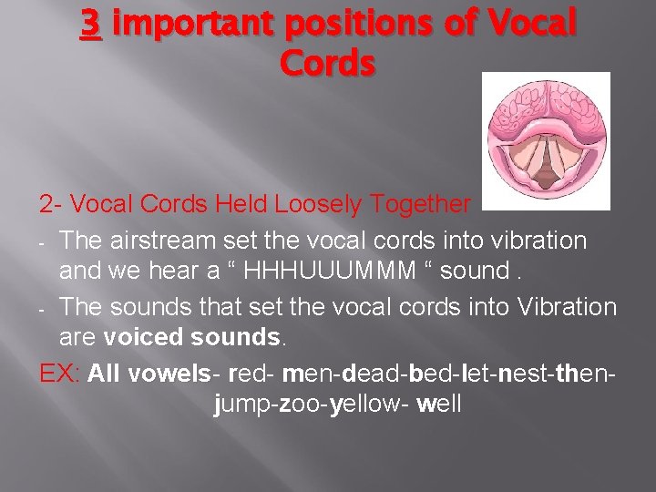 3 important positions of Vocal Cords 2 - Vocal Cords Held Loosely Together -