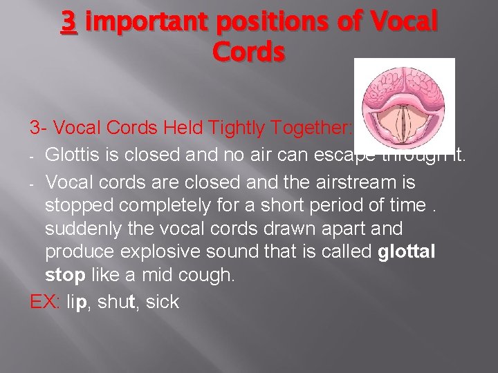 3 important positions of Vocal Cords 3 - Vocal Cords Held Tightly Together: -