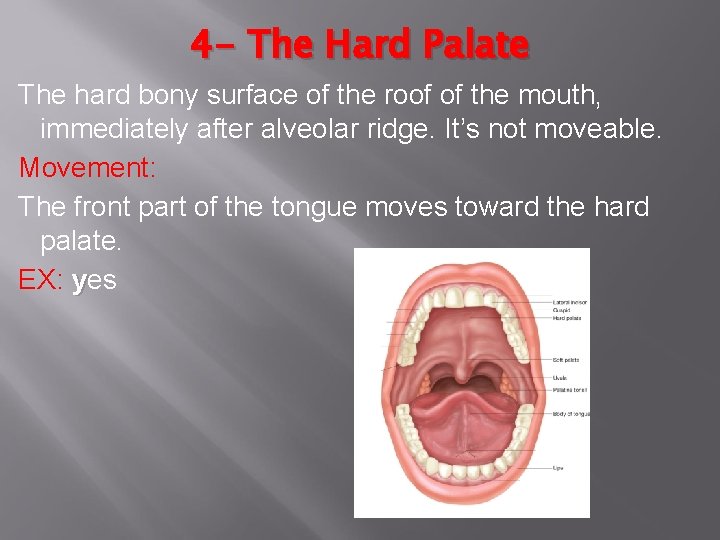 4 - The Hard Palate The hard bony surface of the roof of the