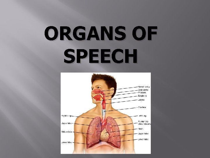 ORGANS OF SPEECH 