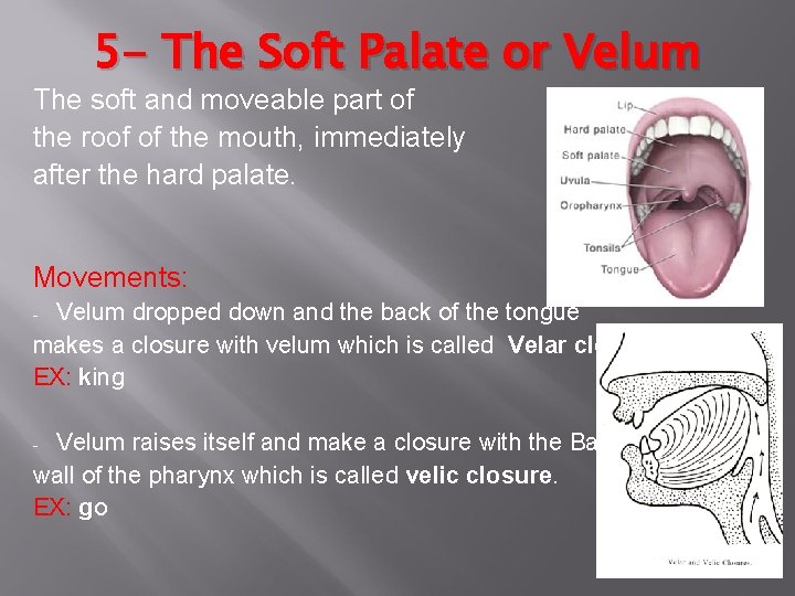 5 - The Soft Palate or Velum The soft and moveable part of the