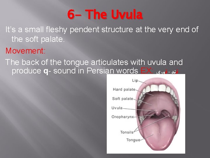 6 - The Uvula It’s a small fleshy pendent structure at the very end