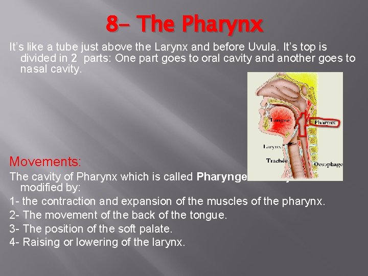 8 - The Pharynx It’s like a tube just above the Larynx and before