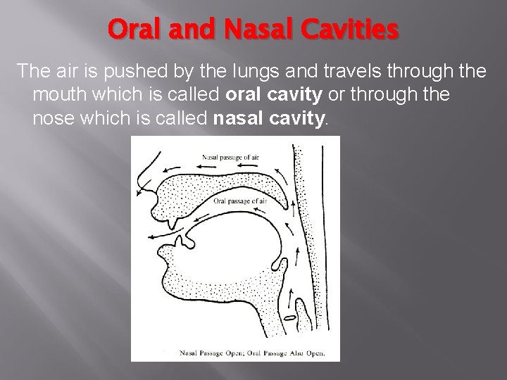 Oral and Nasal Cavities The air is pushed by the lungs and travels through