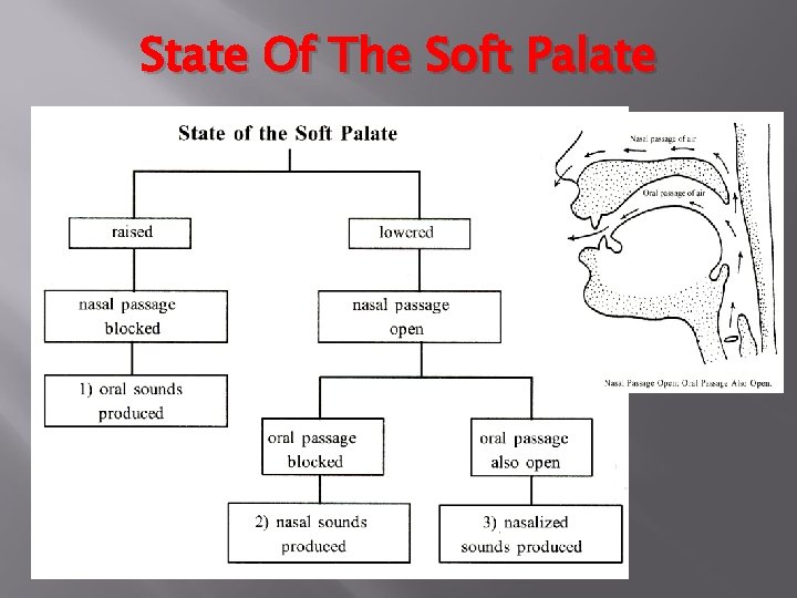 State Of The Soft Palate 