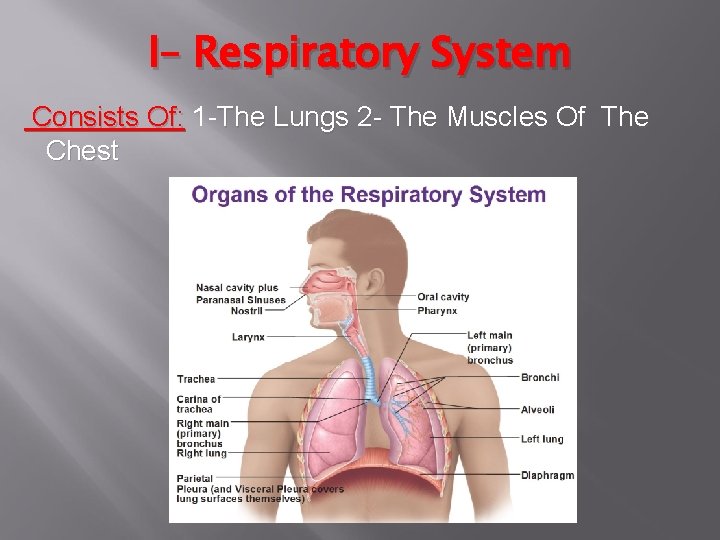 I– Respiratory System Consists Of: 1 -The Lungs 2 - The Muscles Of The