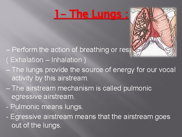 1 - The Lungs : – Perform the action of breathing or respiration (