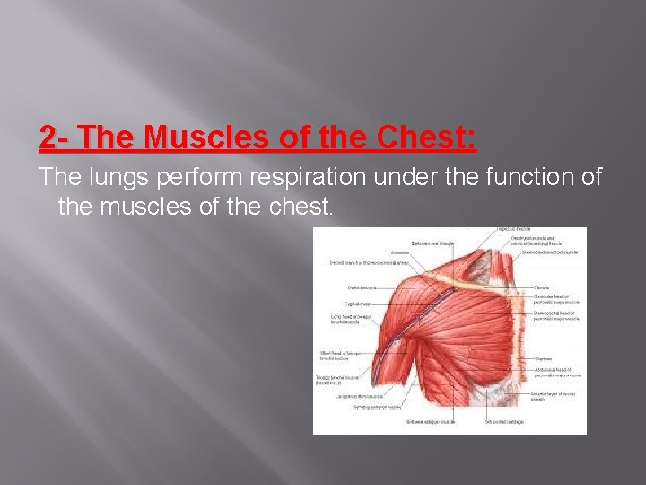 2 - The Muscles of the Chest: The lungs perform respiration under the function