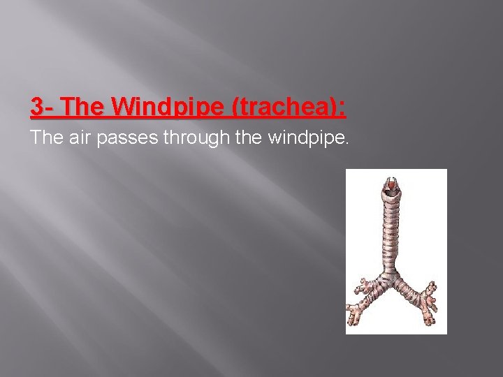 3 - The Windpipe (trachea): The air passes through the windpipe. 