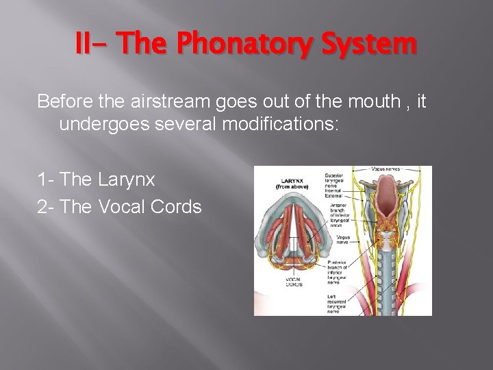 II- The Phonatory System Before the airstream goes out of the mouth , it