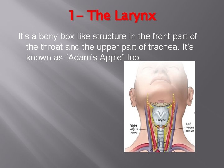 1 - The Larynx It’s a bony box-like structure in the front part of